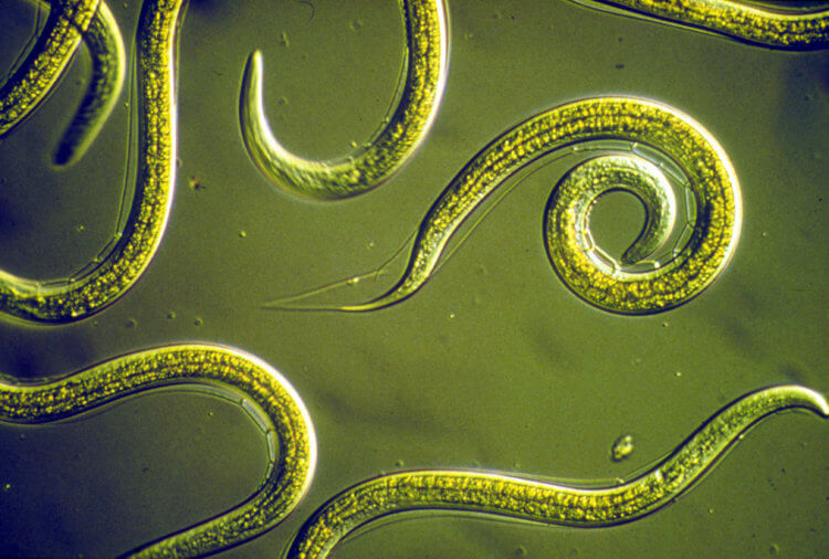 Черви способны находить у людей 15 видов рака. Круглые черви также известны как нематоды. Фото.