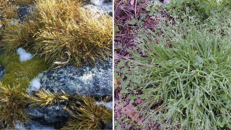 Что полезнее: рис или гречка? Злаковые — это популярное в сельском хозяйстве растения, которые растут на всех континентах Земли. Два вида злаковых есть даже в холодной Антарктиде — это щучка антарктическая (слева) и мятлик однолетний (справа). Фото.