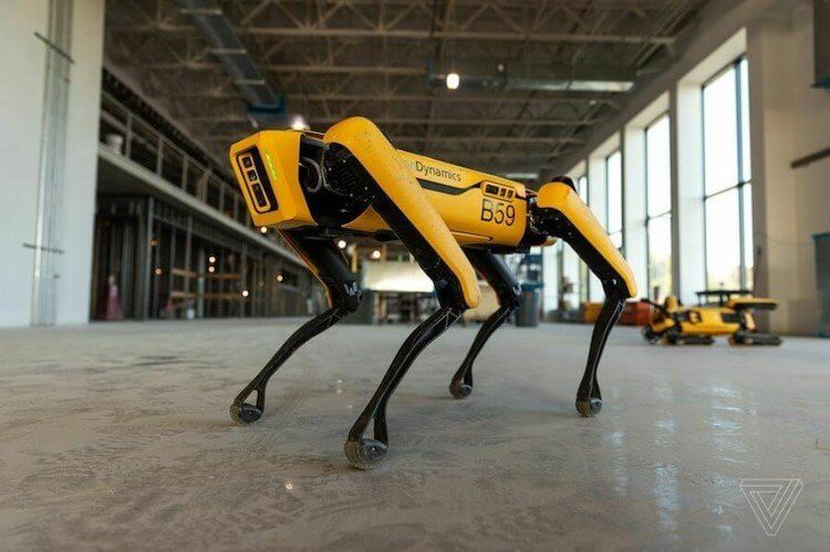 Как роботы помогают в лечении коронавируса. Так выглядит тот самый робот-собака Spot, который и помогает медикам. Фото.