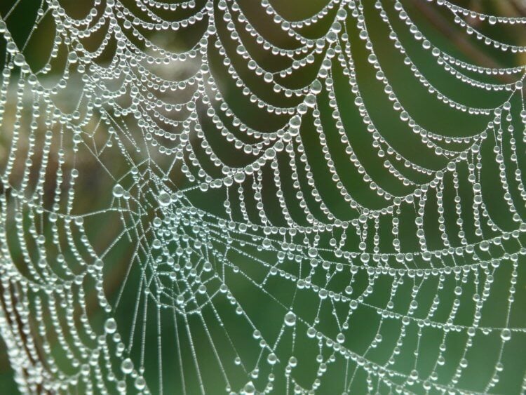Паучий шелк – один из самых прочных материалов на Земле. Несмотря на свои удивительные свойства, наткнуться на паутину и особенно в лесу максимально неприятно. Фото.