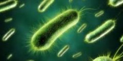 Бактерии - фото