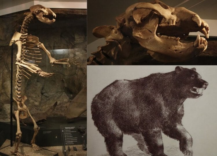 Вымершие животные. Как бы там не считали ученые, древние люди тоже явно влияли на численность пещерных медведей. Фото.