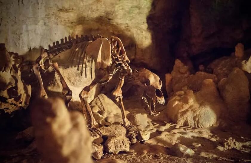 Интересный факт: пещерные медведи обитали даже на территории России. Их останки были обнаружены на территории от побережья Балтийского моря до Уральских гор, а также на Приволжской возвышенности, расположенной на правом берегу реки Волга. Фото.