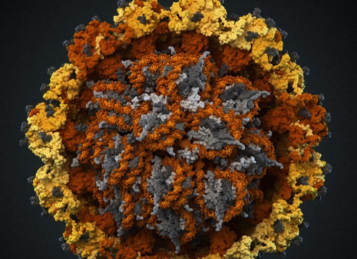 Как вырабатывается иммунитет? Сейчас мы поговорим про вирус папилломы человека (ВПЧ) — он выглядит примерно так. Фото.