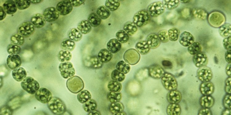 Первые бактерии. Полосатые, извилистые мраморные узоры на поверхности некоторых водоемов – ни что иное, как полосатые рисунки масс сине-зеленых водорослей. Фото.