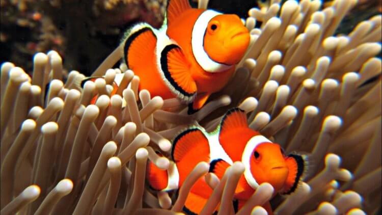 Что происходит с океанами планеты? Из-за гибели коралловых рифов очень красивая рыба-клоун находится под угрозой исчезновения. Фото.