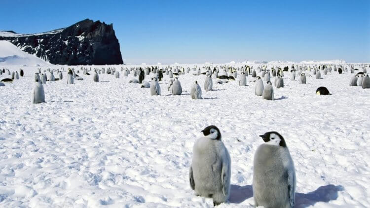 Древний климат. Сейчас в Антарктиде живут пингвины и полярники. Жили ли на этой территории динозавры, пока не ясно, потому что их кости находятся под толстым слоем льда (если они есть, конечно). Фото.