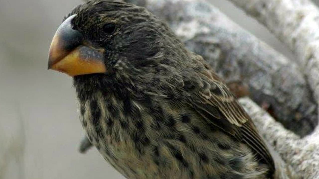 Делает ли жизнь в городах животных умнее? Согласитесь, клюв вьюрков достоен внимания. Фото.