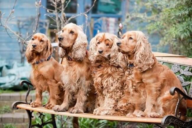 Смогут ли собаки определять коронавирус по запаху? Фото.