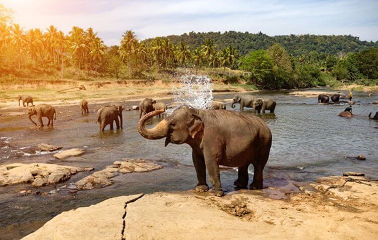 Что произойдет с животными без людей? Слоны невероятно умные животные, способные к состраданию и взаимовыручке. Фото.
