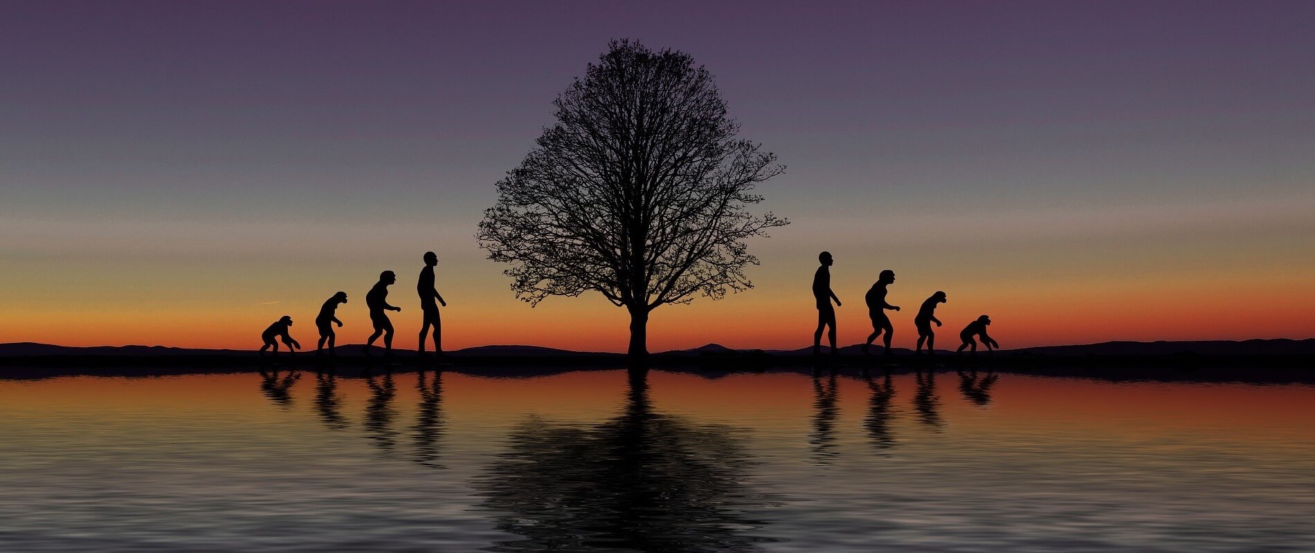 Теория эволюции – это доказанный научный факт. Фото.