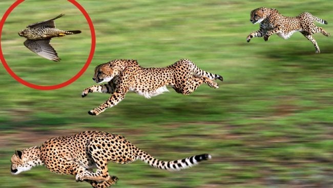 Самые быстрые животные в мире. Фото.