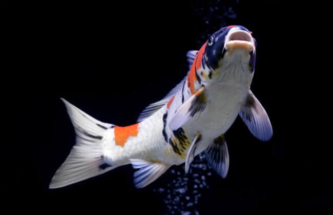 Как спят рыбы и почему городское освещение может их убить? Фото.