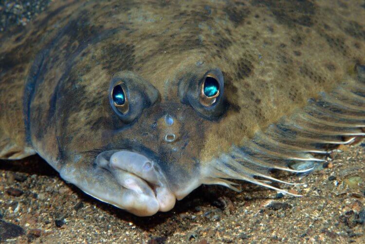 Как спят рыбы и почему городское освещение может их убить? - Hi-News.ru
