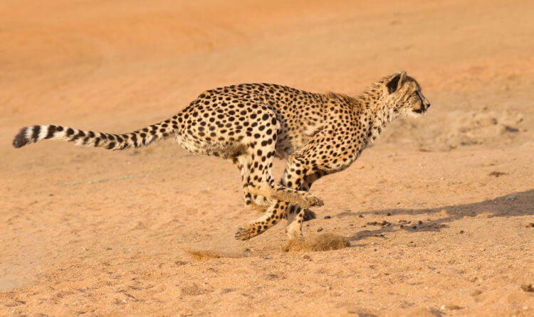 Гепард. Cheetah running at full speed in South Africa (Acinonyx jubatus). Фото.
