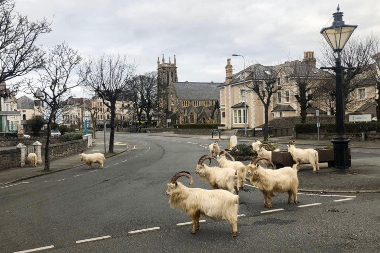 Как пандемия коронавируса влияет на животных? Горные козлы захватили улицы города в Уэльсе, Великобритания. Фото.