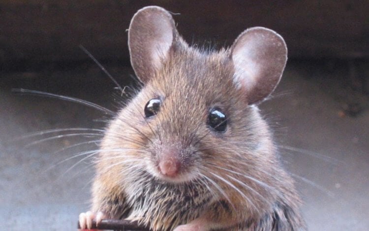 Почему зудит кожа. Ученые заставили мышей чесаться, но потом спасли их от зуда. С натяжкой, но хоть какая-то хорошая новость. Фото.