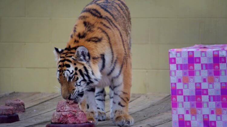 Какие животные болеют CoVID-19? Тигрица Надя, зараженная коронавирусом во время приема пищи. Фото.