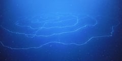 В водах Австралии найдено самое длинное животное в мире. Фото.