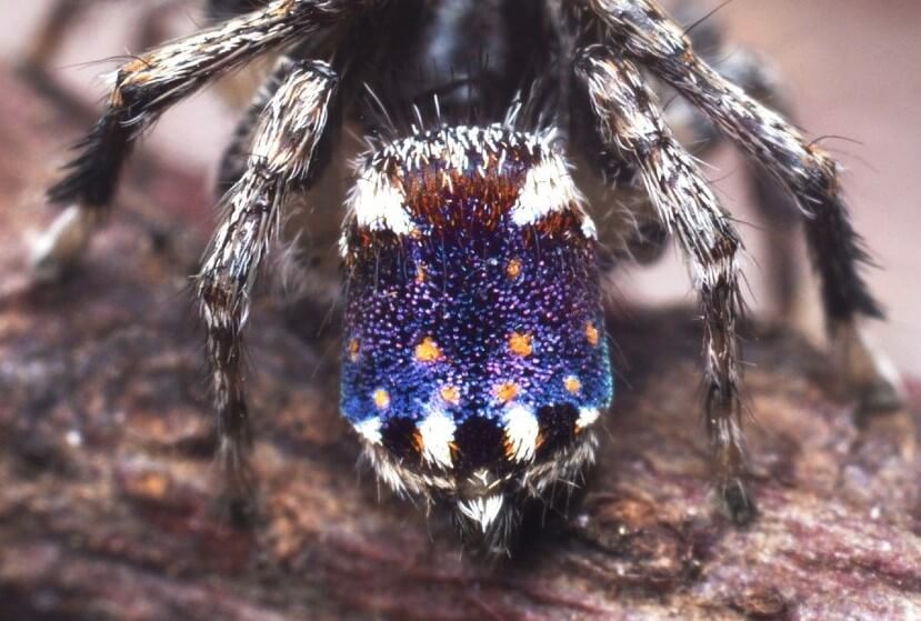 Изучение пауков. Любимец Джозефа — паук вида Maratus Constellatus. Поищите в гугле картину Ван Гога «Звездная ночь» и убедитесь, что сходства действительно есть. Фото.