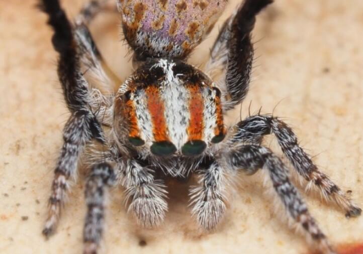 Изучение пауков. Пятый паук-красавец. Отныне он известен как Maratus Suae. Фото.