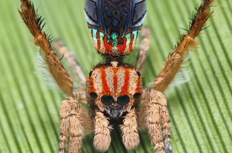 Самый маленький паук. Второй из обнаруженных видов, Maratus Azureus, имеет боевой окрас. Но на самом деле он безобиден и его могут заметить только самые внимательные люди. Фото.
