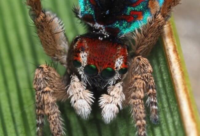 В Австралии найдены очень красивые пауки. Только взгляните на них! Фото.