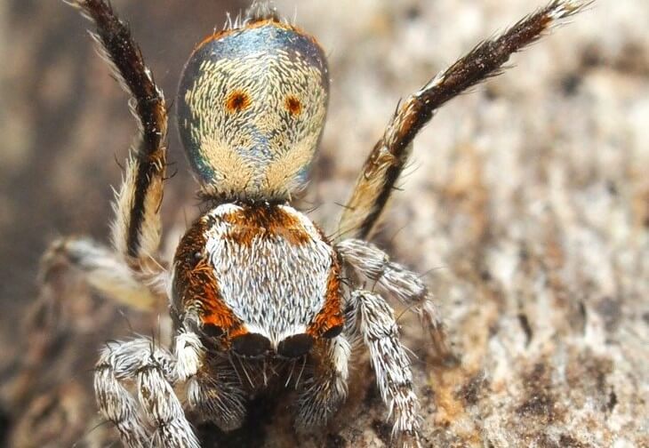 Изучение пауков. А это седьмой паук, Maratus Inaquosus. Его тоже нашел Джозеф Шуберт. Фото.