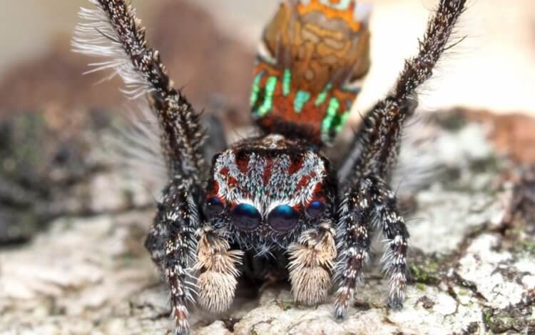 Изучение пауков. Только взгляните на окраску третьего по счету паука вида Maratus Noggerup. Разве не красавец? Давайте обсудим этих паучков в нашем Telegram-чате. Фото.