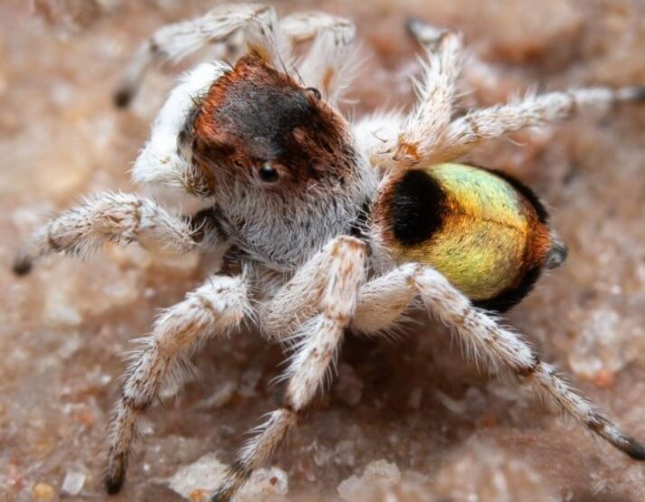 Изучение пауков. Четвертого паука Джозеф нашел не сам — ему помог фотограф Ник Вольпе. Вполне справедливо, что этот паук получил название Maratus Volpei. Фото.