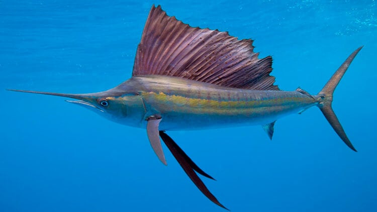 Парусник (рыба). Потрясающей красоты рыбы парусники достигают по-настоящему потрясающих скоростей. Фото.