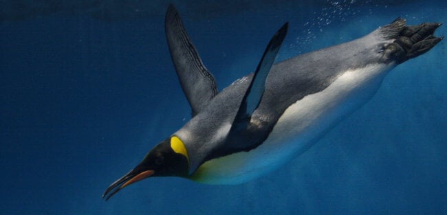 Умеют ли пингвины общаться под водой? Фото.