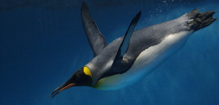 Умеют ли пингвины общаться под водой? Общаться умеют все животные, даже пингвины. Фото.