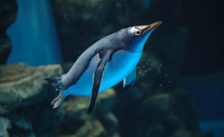 Общение животных. Пингвины могут общаться под водой, чтобы подсказывать друг другу местоположение скоплений рыб. Фото.
