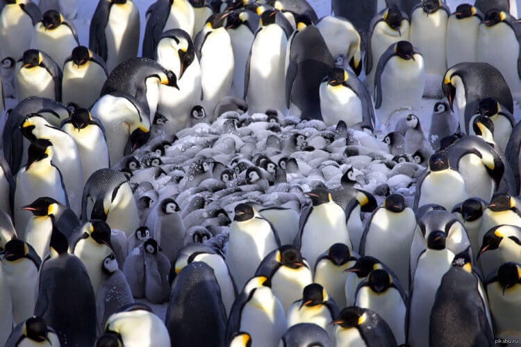 Умеют ли пингвины общаться под водой? А вот так пингвины греют своих детенышей — вот это сплоченность! Фото.