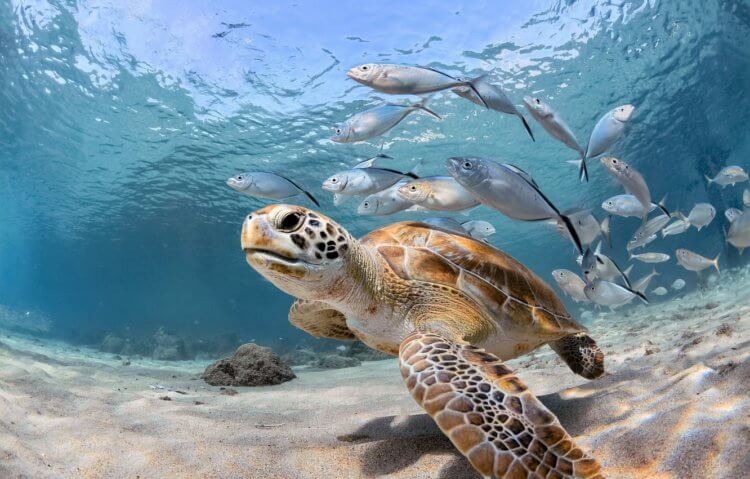 Общение животных. О том, что черепахи умеют общаться под водой, ученые выяснили в 2014 году. Фото.
