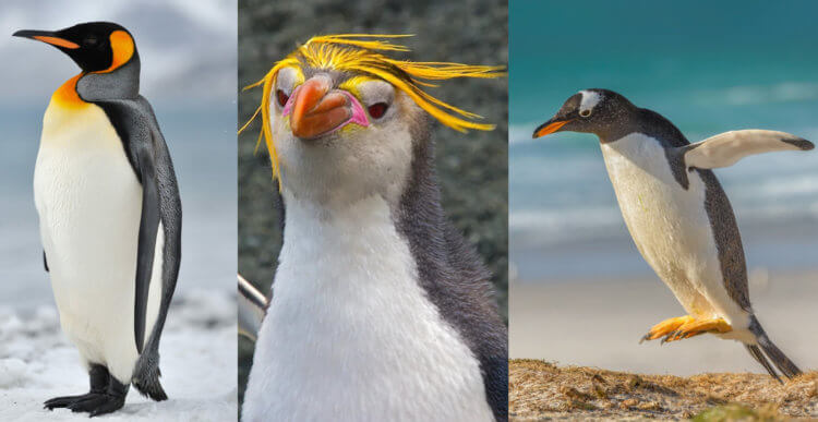 Удивительные умения пингвинов. Слева направо: королевский, золотоволосый и субантарктический пингвин. Фото.