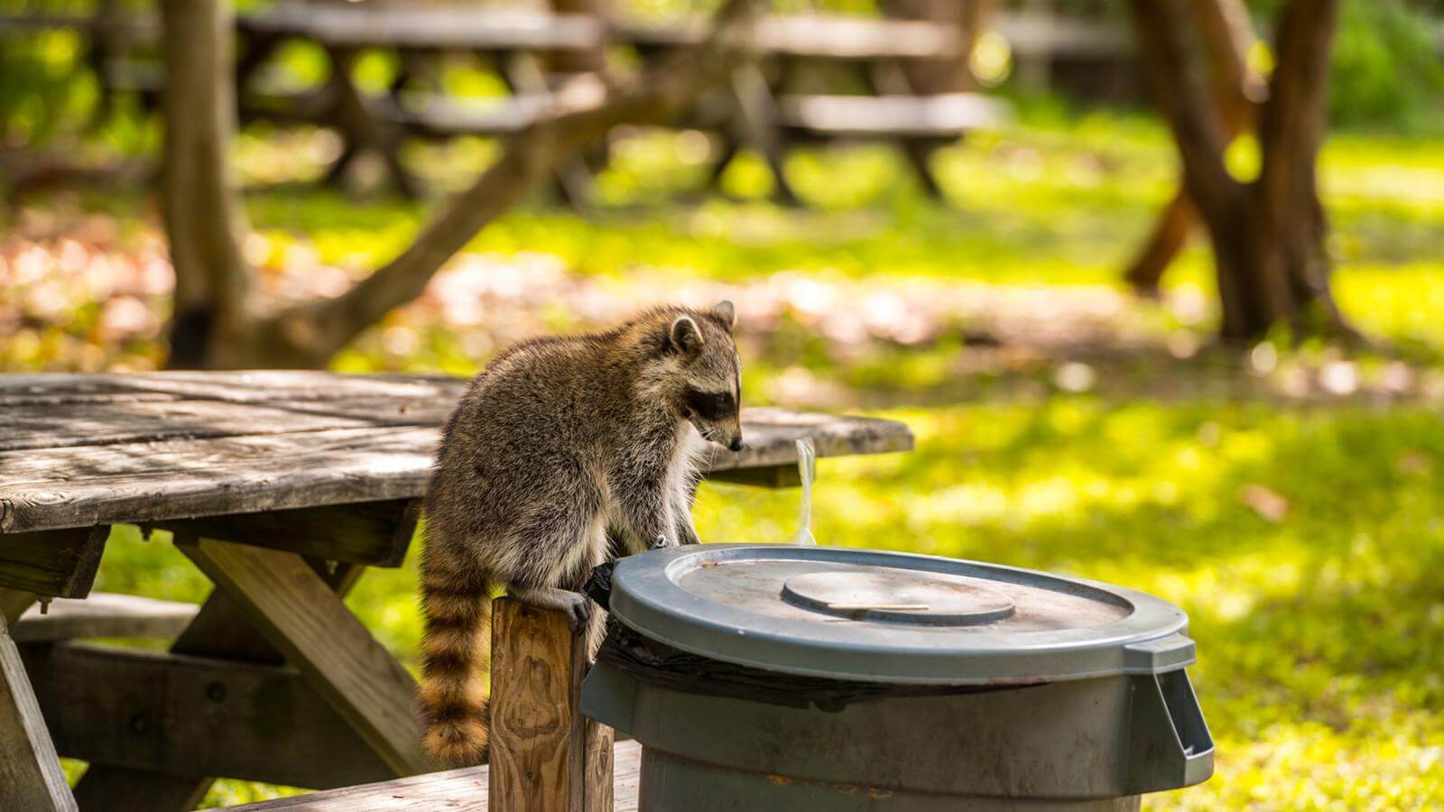 Города – новая ступень эволюции? Классическая картина – енот в поисках вкусняшек. Фото.