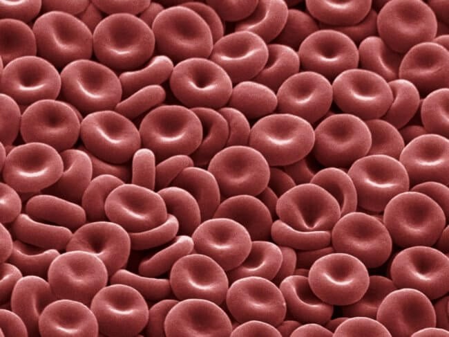 Группы крови человека: чем отличаются и почему их нельзя смешивать. Фото.