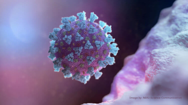 Коронавирус в Ухане. Вирус взламывает клетки тела человека с помощью шипов (короны). Фото.