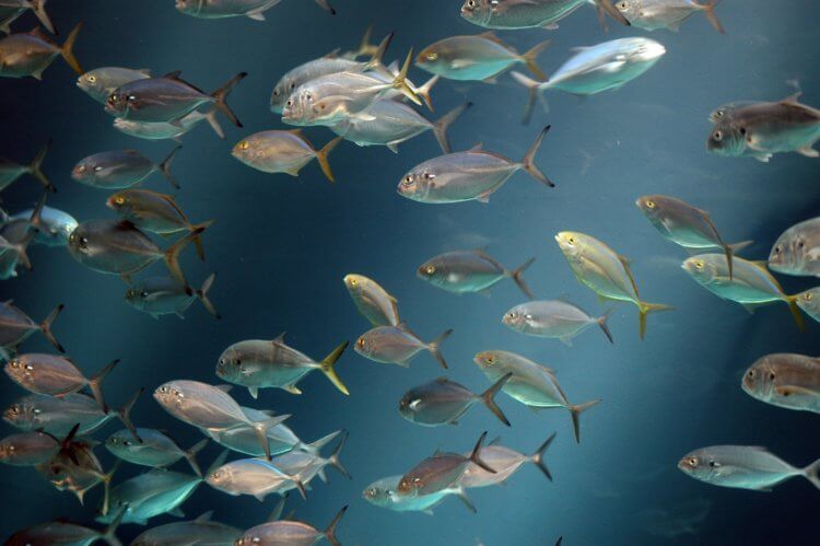 Как возродить океаны Земли? Чрезмерное рыболовство является серьезной угрозой существованию популяций многих рыб. Фото.