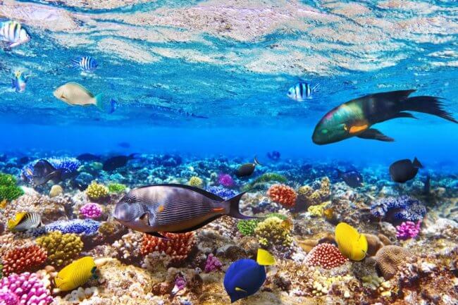 Океаны могут восстановиться к 2050 году. Фото.