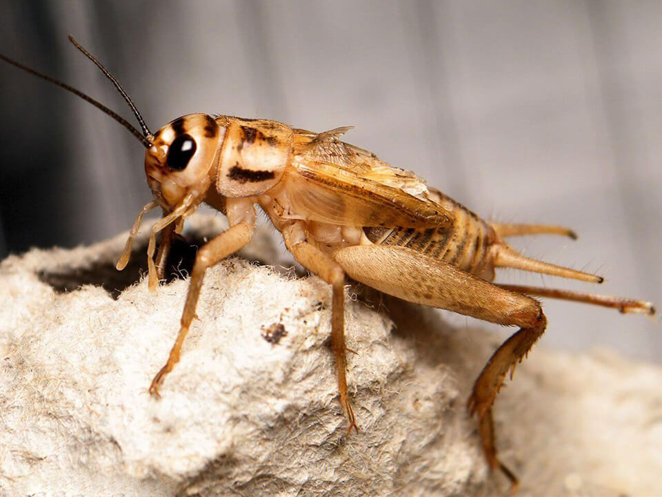 Употребление сверчков животными может восполнить недостаток белков в их организме. Фото.