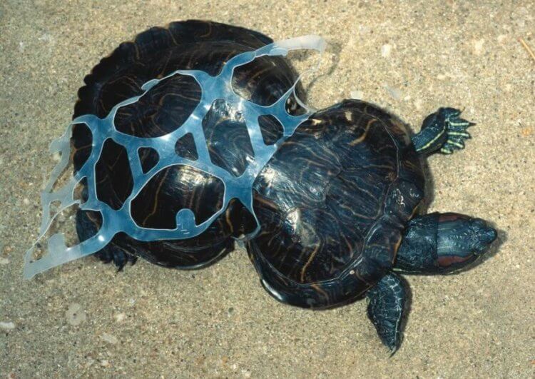 Что будет после пандемии коронавируса. Уже дошло до того, что черепахи начали есть пластиковый мусор. Фото.