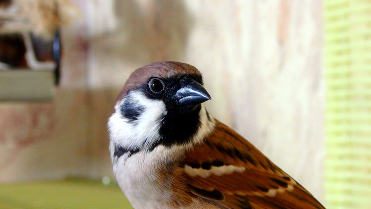 Милая птичка, которая играет большую роль в нашей жизни. Фото.
