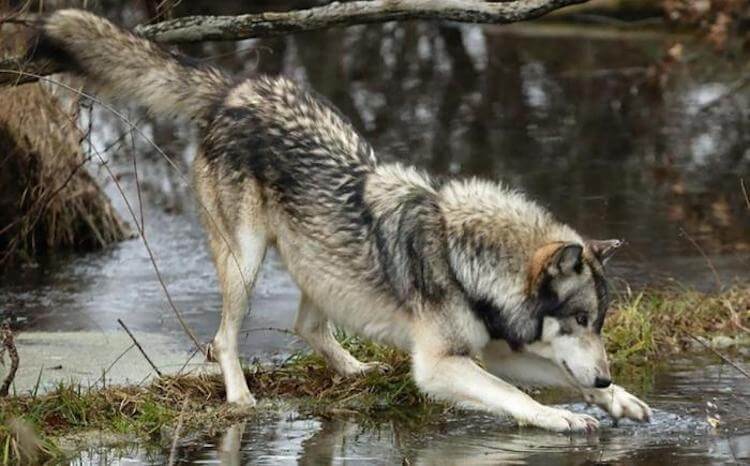 Внешне чернобыльские животные выглядят здоровыми. Фото.