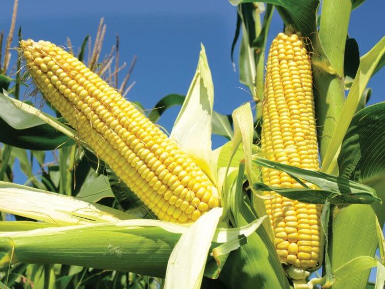 Геномные мутации. Кукуруза растет благодаря геномной мутации. Фото.