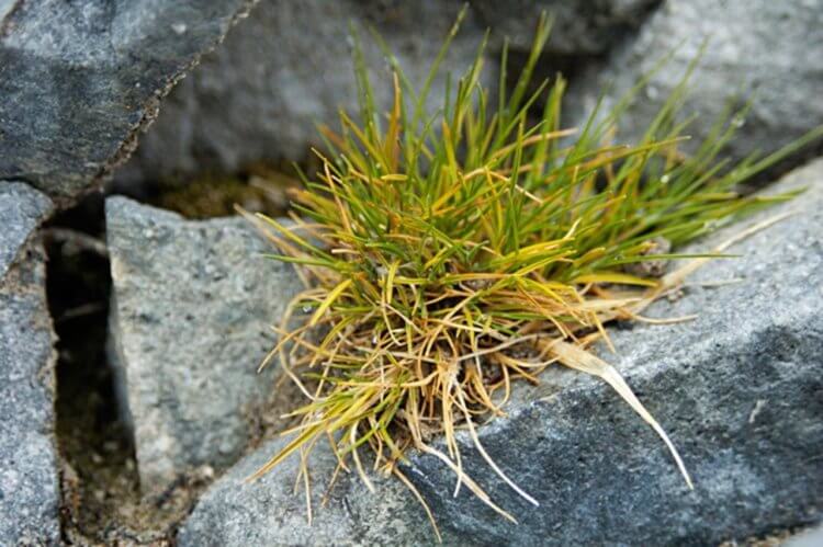 Растения Антарктиды. Антарктический луговик – вид травянистых растений из рода Луговик семейства Злаки. Фото.