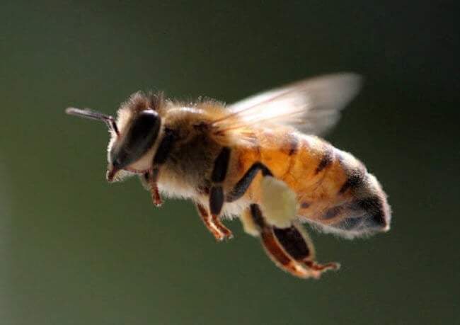 Как пчелы размножаются без спаривания. Фото.