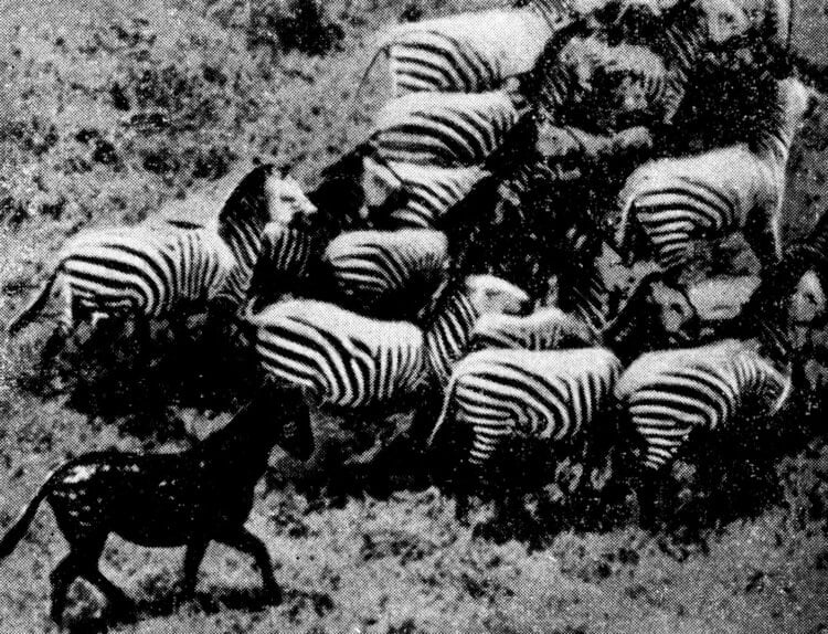 Виды мутаций. Появление черной зебры сначала посчитали аномалией и даже связали с религией. Фото.